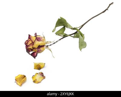 Rose jaune-rouge avec feuilles fanées coupées sur blanc Banque D'Images