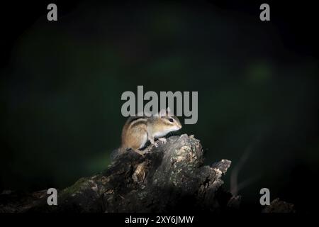 Le tchoumunk de l'est est une espèce de tchoumunk que l'on trouve dans l'est de l'Amérique du Nord Banque D'Images