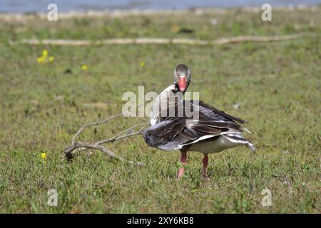 Greylag Goose Hybrid en Bavière. Greylag Goose hybride Banque D'Images