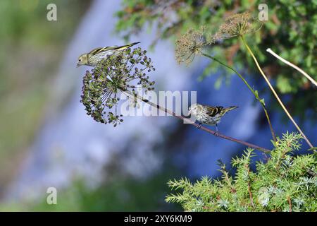 Femelle Eurasian siskin à la recherche de nourriture dans les montagnes.siskins recherche de nourriture Banque D'Images