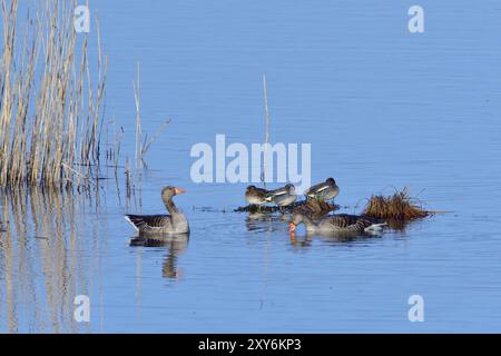 Oies de gris et sarcelle eurasienne le matin Banque D'Images