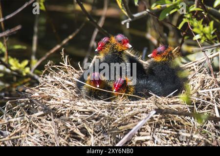 Den Helder, pays-Bas. 3 mai 2021. Les jeunes coots étant nourris sur le nid par la mère coot. Banque D'Images