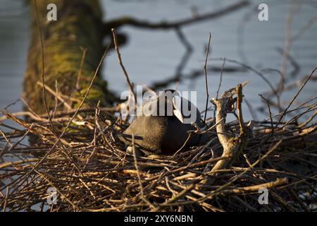 Blaesshuhn, Fulica atra, coot eurasien Banque D'Images