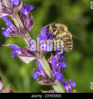 Abeille de miel assise sur une fleur de sauge violette entre de nombreuses fleurs floues Banque D'Images