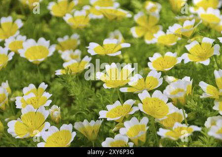 Fleur de marais en jaune et blanc, plant d'oeuf poché en blanc et jaune Banque D'Images