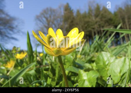 Ranunculus ficaria, petite célandine Banque D'Images