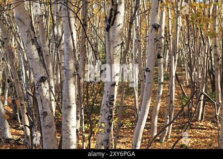 Panorama de la forêt de bouleaux au Canada Banque D'Images