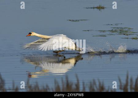 Muet Swan dans la bataille de territoire au printemps, muet Swan pendant la saison de reproduction Banque D'Images