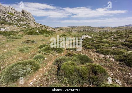 Piorno de crucecitas, Vella spinosa, endemismo betico, Loma del Calar de Cobo, Parque Natural de las Sierras de Cazorla, Segura y Las Villas, provinces Banque D'Images