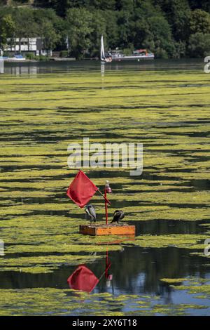 Bouée sur le parcours de régate sur le lac Baldeney, cormoran et héron traînent, la région est colonisée par un tapis de plantes et ne peut pas être utilisée, proliferati Banque D'Images