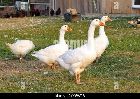 Emden Goose dans une ferme Banque D'Images