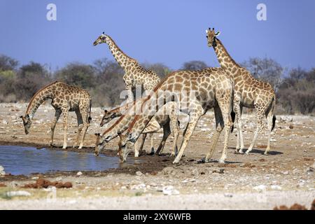 Un troupeau de girafes dans le petit trou d'eau Namutoni dans le parc national d'Etosha en Namibie Banque D'Images