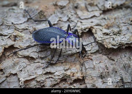 Coléoptère en bois bleu-violet, Carabus problematicus, coléoptère Banque D'Images