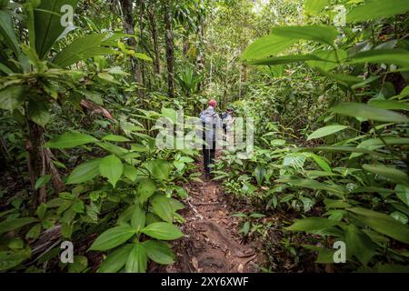 Jeune homme sur un sentier de randonnée dans la forêt tropicale, randonnée touristique dans la forêt tropicale à travers une végétation dense, parc national du Corcovado, Osa Penins Banque D'Images