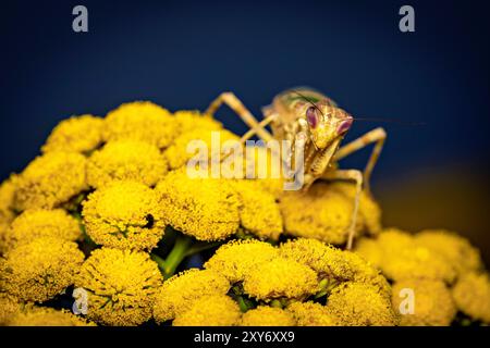 Une fleur adulte Mantis dans la nature Banque D'Images