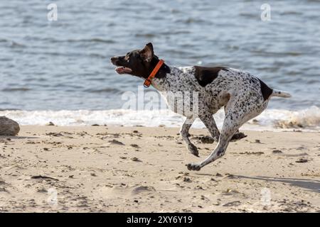 Courir le pointeur allemand à poil court tout en jouant sur la rive du lac Banque D'Images