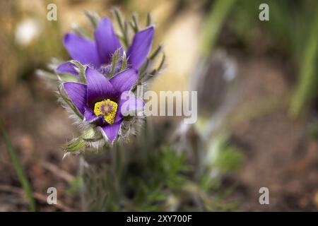 Pulsatilla vulgaris (fleur pasque) dans le jardin Banque D'Images