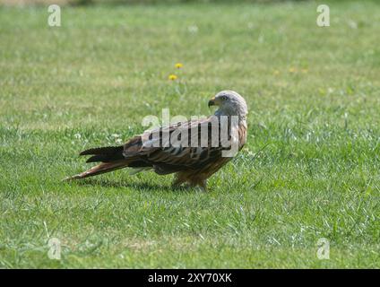 Un gros plan d'un superbe cerf-volant rouge (Milvus Milvus ) a atterri sur l'herbe dans un jardin domestique à la recherche de nourriture. Suffolk, Royaume-Uni Banque D'Images