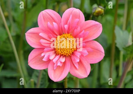 Collarette rose Dahlia «Strawberry bon bon» en fleur. Banque D'Images