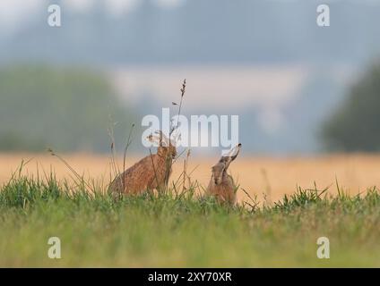 Une paire de lièvres brunes ( lepus europaeus) grignotant sur l'herbe longue dans un Suffolk paysage, prairie , chaume et bois. Suffolk , Royaume-Uni Banque D'Images