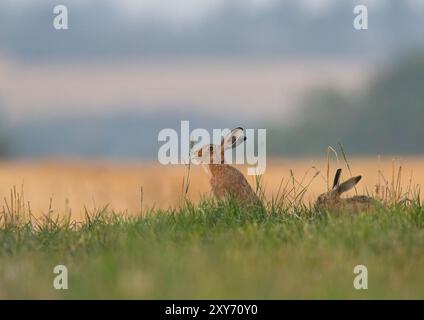 Une paire de lièvres brunes ( lepus europaeus) grignotant sur l'herbe longue dans un Suffolk paysage, prairie , chaume et bois. Suffolk , Royaume-Uni Banque D'Images