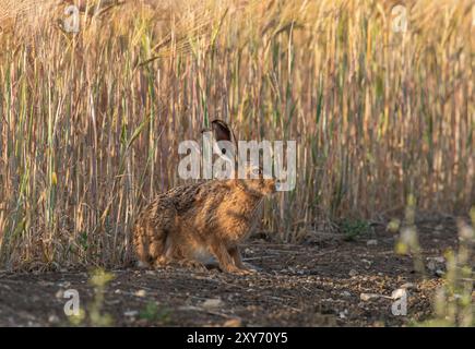 Un lièvre brun timide ( Lepus europaeus) , assis contre la récolte d'orge en maturation dans la lumière dorée du soir. Suffolk, Royaume-Uni Banque D'Images