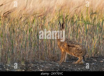 Un grand lièvre brun en bonne santé ( Lepus europaeus), assis contre la récolte d'orge en maturation dans la lumière dorée du soir. Suffolk, Royaume-Uni Banque D'Images