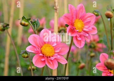 Collarette rose Dahlia «Strawberry bon bon» en fleur. Banque D'Images