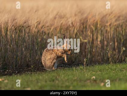 Un grand lièvre brun en bonne santé ( Lepus europaeus) , lavant son visage s'est assis contre la récolte d'orge en maturation dans la lumière dorée du soir. Suffolk, Royaume-Uni Banque D'Images