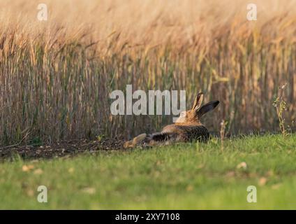 Une vue inhabituelle , un lièvre brun ( Lepus europaeus ) , couchant au soleil la récolte d'orge en maturation dans la lumière dorée du soir. Suffolk, Royaume-Uni Banque D'Images