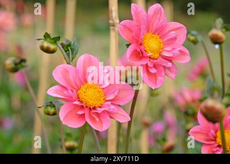 Collarette rose Dahlia «Strawberry bon bon» en fleur. Banque D'Images