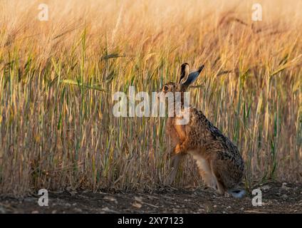 Un grand lièvre brun en bonne santé ( Lepus europaeus), sur ses pattes postérieures, dégustant la récolte d'orge mûrissante dans la lumière dorée du soir. Suffolk, Royaume-Uni Banque D'Images