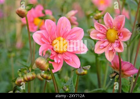 Collarette rose Dahlia «Strawberry bon bon» en fleur. Banque D'Images