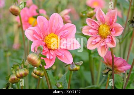 Collarette rose Dahlia «Strawberry bon bon» en fleur. Banque D'Images