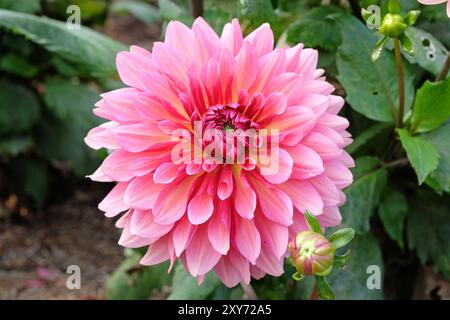 Dahlia décoratif de cactus rose «Missis Dutch» en fleur. Banque D'Images