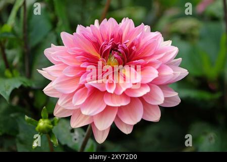 Dahlia décoratif de cactus rose «Missis Dutch» en fleur. Banque D'Images