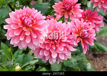 Dahlia décoratif de cactus rose «Missis Dutch» en fleur. Banque D'Images