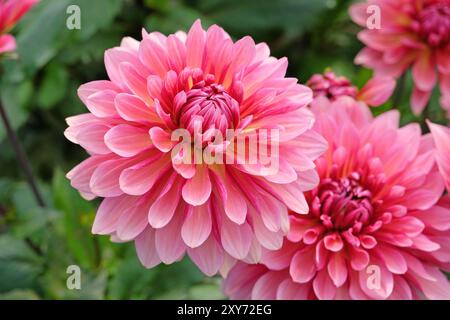 Dahlia décoratif de cactus rose «Missis Dutch» en fleur. Banque D'Images