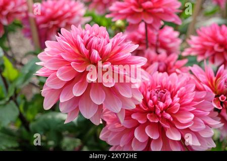 Dahlia décoratif de cactus rose «Missis Dutch» en fleur. Banque D'Images