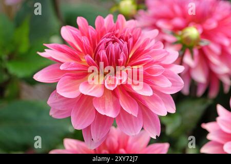 Dahlia décoratif de cactus rose «Missis Dutch» en fleur. Banque D'Images