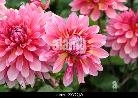 Dahlia décoratif de cactus rose «Missis Dutch» en fleur. Banque D'Images