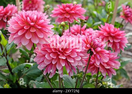 Dahlia décoratif de cactus rose «Missis Dutch» en fleur. Banque D'Images