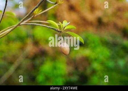 Sapodilla fruits avec des feuilles vertes et des branches dans le verger. Manilkara zapota, communément appelé sapodilla, sapote, chicozapote, chicoo, chiku, chicle, naseberry, nispero ou savon. Banque D'Images