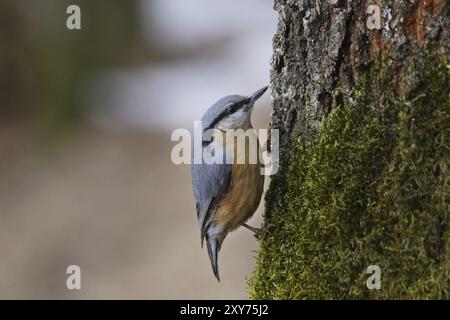 Kleiber, Sitta europaea, écouvillon eurasien Banque D'Images