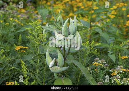 L'asclépias commune (Asclepias syriaca) connue sous le nom de fleur de papillon, d'asperge à soie, de moût d'hirondelle soyeux et d'asperge à soie de Virginie, est une espèce de plante à fleurs Banque D'Images