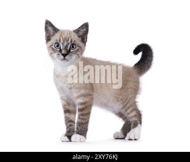 Chaton chat maison mignon, avec motif tabby point, debout sur les côtés. Je regarde directement la caméra. Isolé sur fond blanc. Banque D'Images