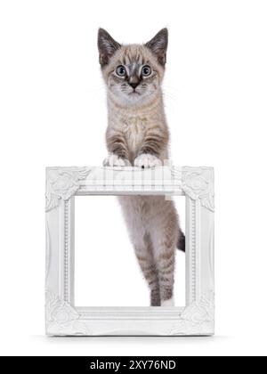 Chaton chat maison mignon, avec motif de point tabby, debout derrière et sur le cadre d'image vide. Je regarde directement la caméra. Isolé sur fond blanc. Banque D'Images