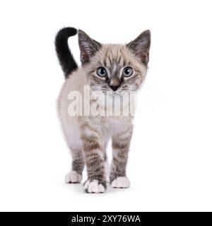 Chaton chat maison mignon, avec motif tabby point, debout face à l'avant. Regarder la caméra avec beaucoup d'attitude. Isolé sur fond blanc. Banque D'Images