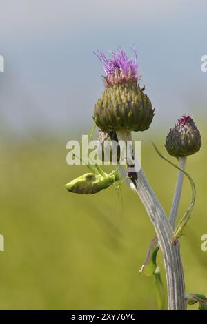 Tettigonia viridissima, le grand cricket du Bush vert, le grand cricket du Bush vert pendant la mue. Tettigonia viridissima, le grand cri vert du buisson Banque D'Images