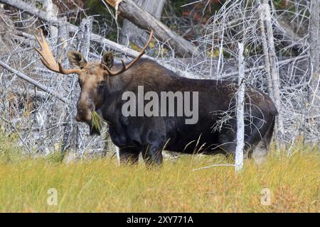 Orignal-taureau dans le parc provincial Algonquin au Canada Banque D'Images